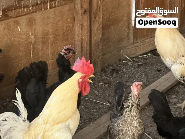 دجاج عماني