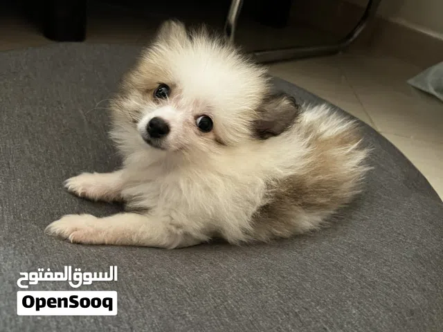 Pomrinian dog