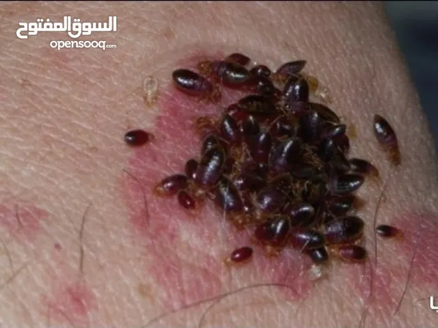 مكافحة جميع أنواع الحشرات بمكه تنظيف الكنب والسجاد والستائر بالبخار تنظيف وتعقيم الخزانات
