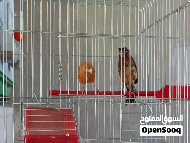 طيرة كنار سكنيه بكريه جاهزة تقريبا8ل9شهور ومخلفين واحد مشمشي والثاني نحاسي عمر 4شهور تقريبا