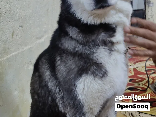 كلب هاسكي للبيع