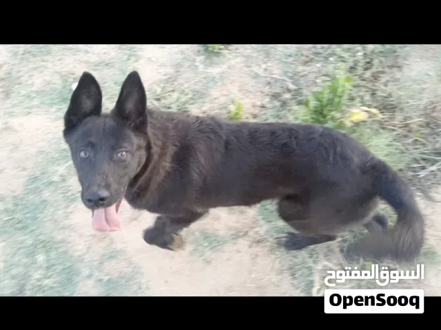 جرو ملينوا توب وان