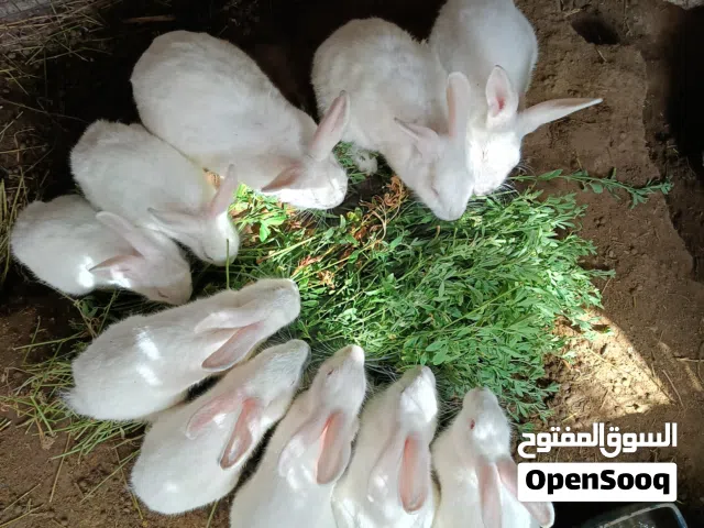 أرانب هولندية