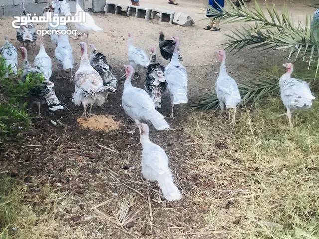 دجاج ديك رومي العمر 10اشهر سعر75د