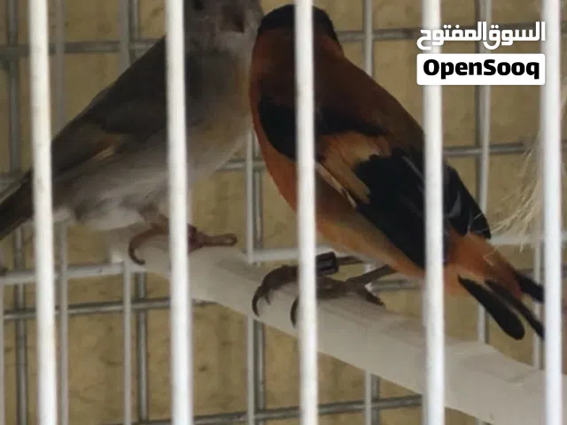 سيسكن فنزولي طفره