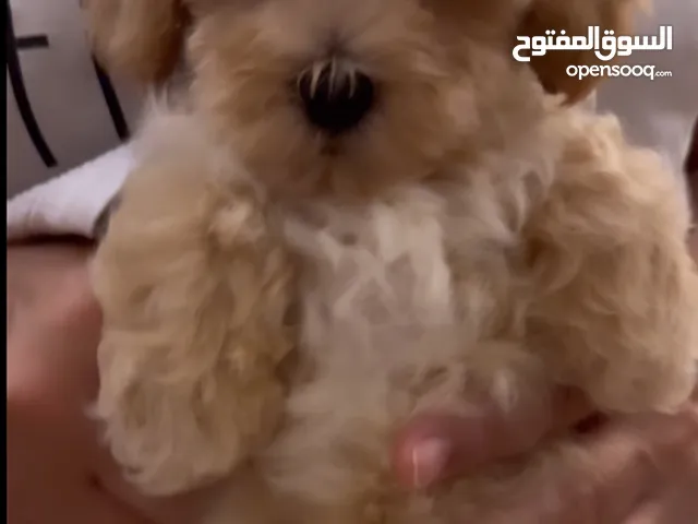 Toy maltipoo with passport vaccination