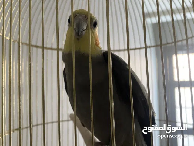 طير كوكتيل للبيع