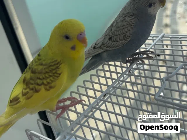 جوز طيور الحب بادجي