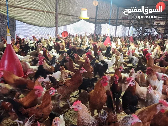 Pure Organic Chickens Eggs and Chicken alive available for sale