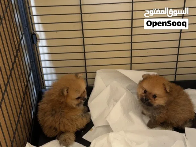 متوفر بومارينينان
