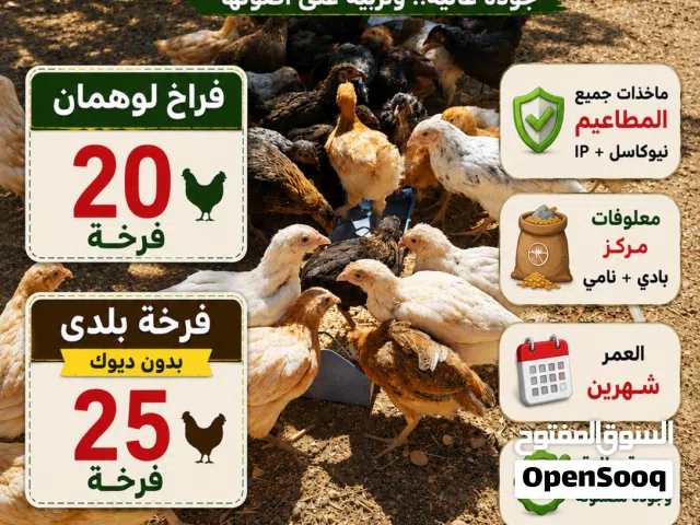 للبيع فراخ عمر شهرين  لوهمان براون فراخ بلدي بدون ديوك