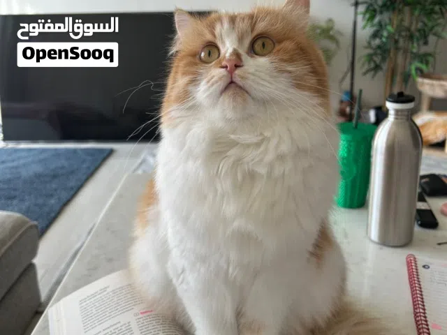 Persian shirazi 2,5 years old, spayed, friendly