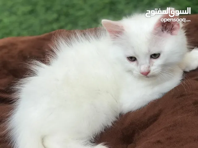 قطط للبيع  " شيرازي "