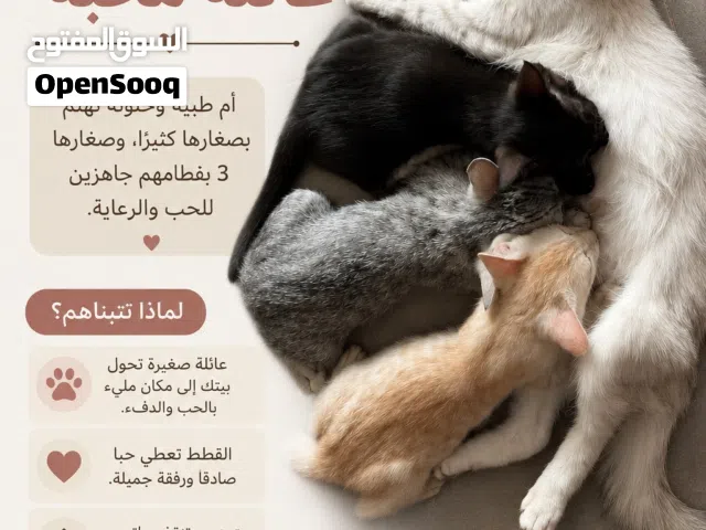قطة شيرازية للتبني مجاناً مع صغارها
