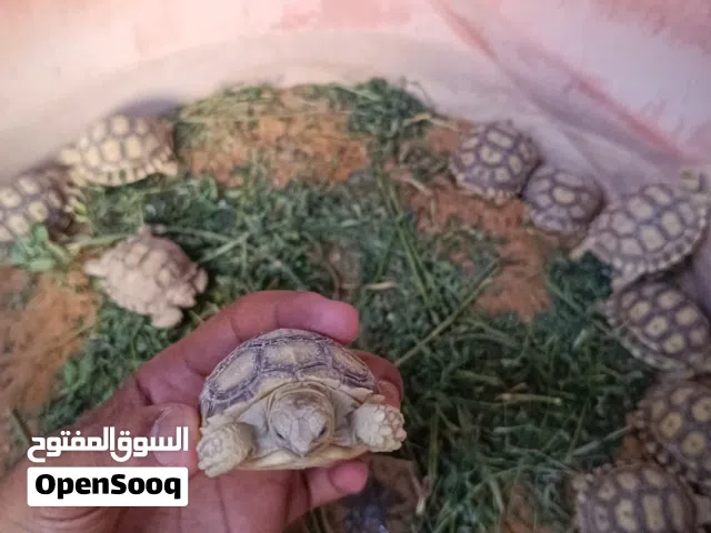اعرض سلاحف سولكاتا سوداني الحجم الكبير