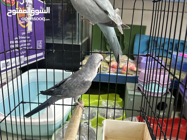 ببغاء كويكرات جوز اليف جدا طفرات لون مميز