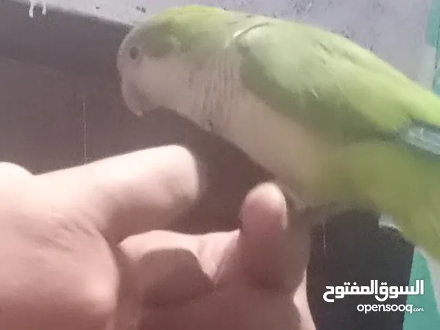 بغبغاء كويكر متميز للبيع بسعر مغري