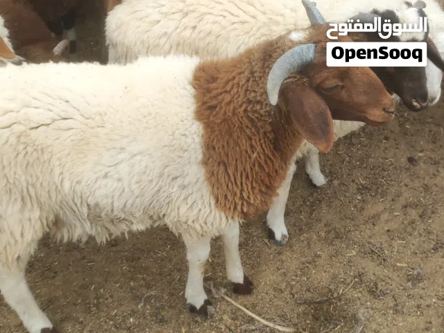 16خروف و6فطايم للبيع جملة كاش فقط