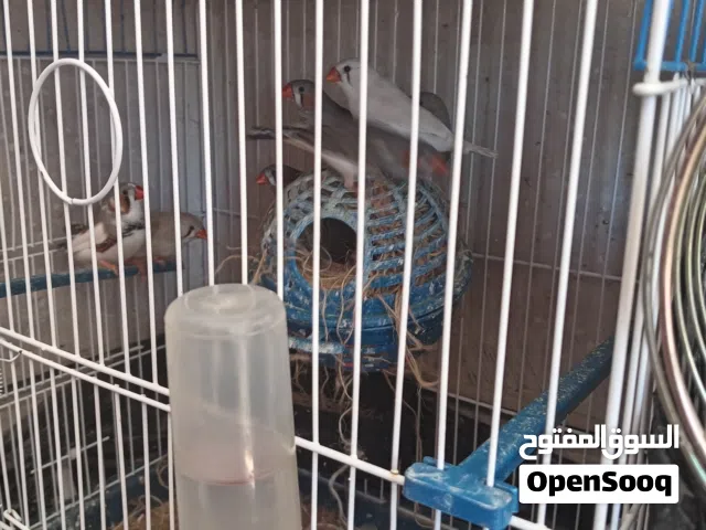 طيور الجنة للبيع