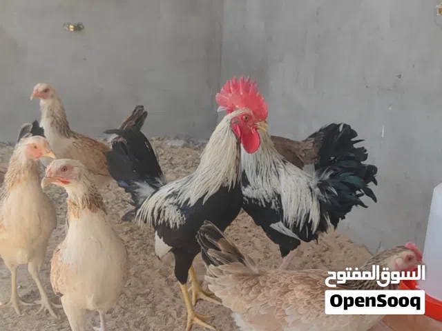 دجاج دندراوي خط اول للبيع.. 8 دجاجات و2 ديوجه