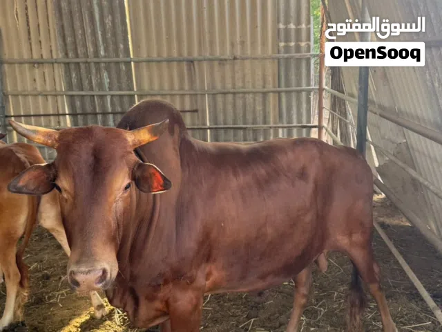 ثور عماني.