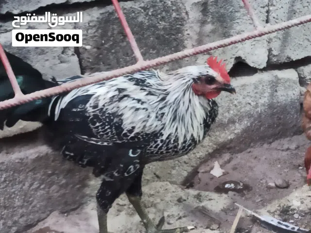 سلام عليكم اربع ديوجه للبيع عمر 5 اشهر