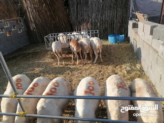 كباشه رفيدي + جاعده نجديه هجين