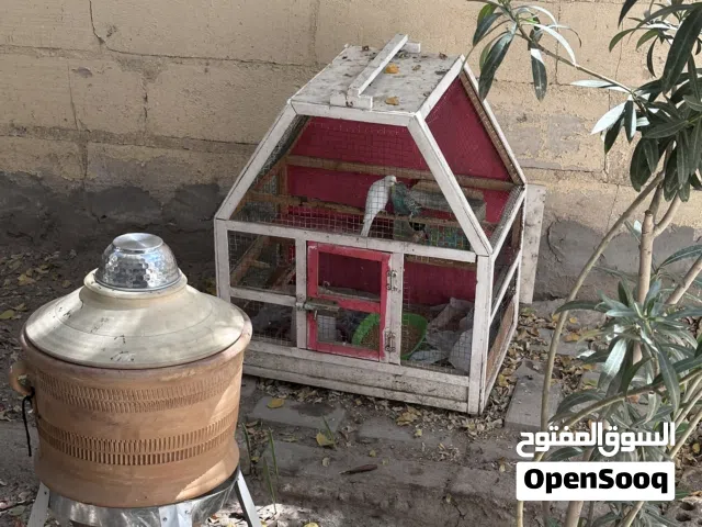 زوج طيور حب مع قفص
