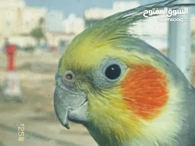 استقبل اي طير للتبني واخاف الله فيه
