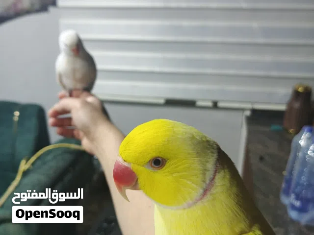 فراخ درة ازرق ودرة اصفر وكويكر