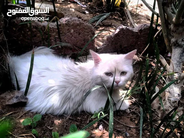 قطة اثنى شيرازي نادرة عين ازرق وعين اصفر للبيع وبي مجال