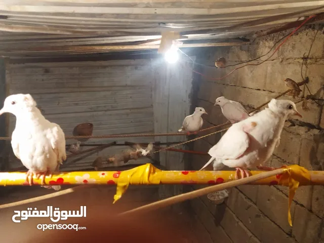 بزارات عدهن افراخ