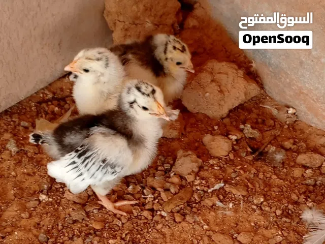 كتكوت ملكى وبيض مخصب