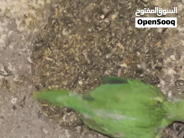 افراخ درة للبيع