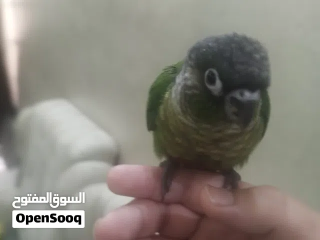 كنيور كرين شيك اليف طينة عمر 3 اشهر ما يعض و لعوب يعرف يسلم