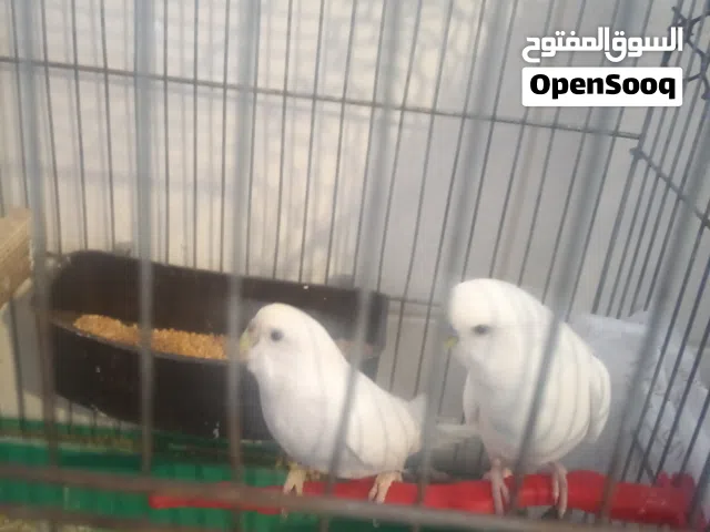 جوزين حب البينو ولاتينو