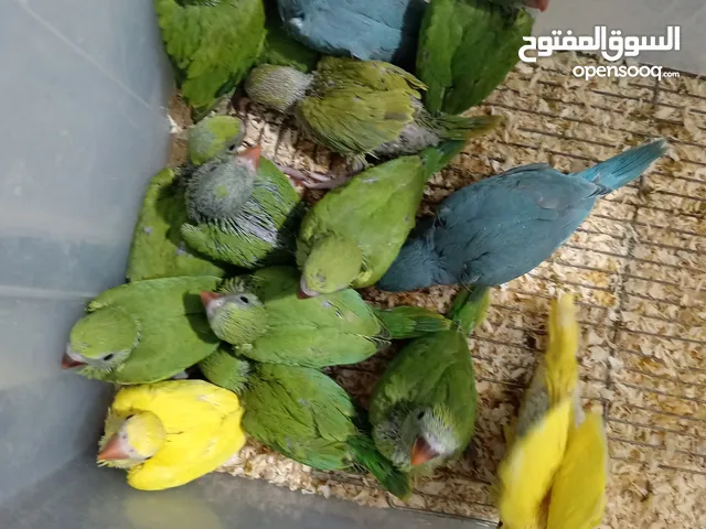 موجود افراخ دره جميع اللوان