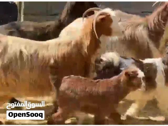 أغنام 3 مع اولادهن جدي وسخلات 2 +  غنم عشرات 2 العدد الكلي 8