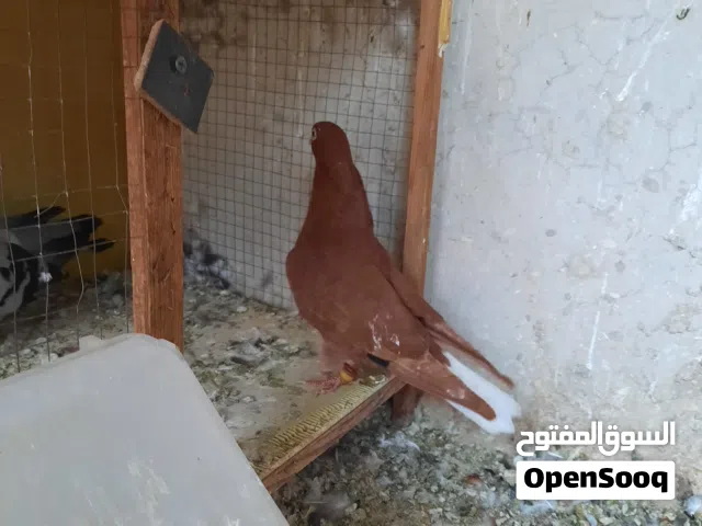 25 حبه فحول وطواير ومخاليف الحبه على ليرتين كوم