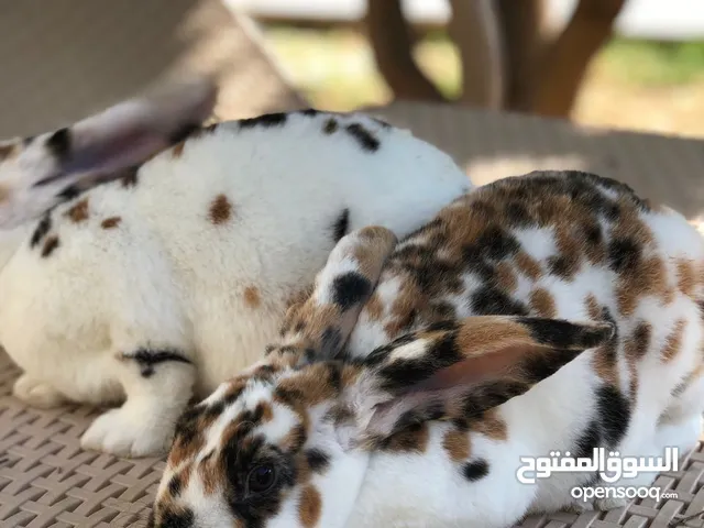 كوبية ركس تري كلر