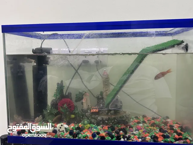 للبيع حوض سمك كبير مع سلحفاة و القاعدة مالت الحوض نوعين اكل للسلحفاة و ثلاث انواع اكل للسمك
