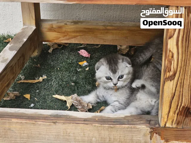 Scottish Fold kitten