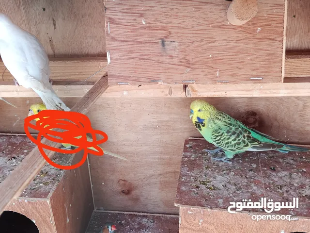 جوز بقلينوا اصقرات