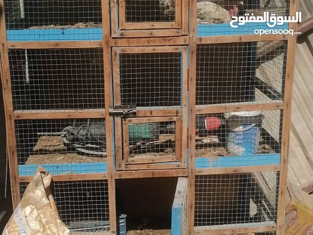 قفص طيور للبيع