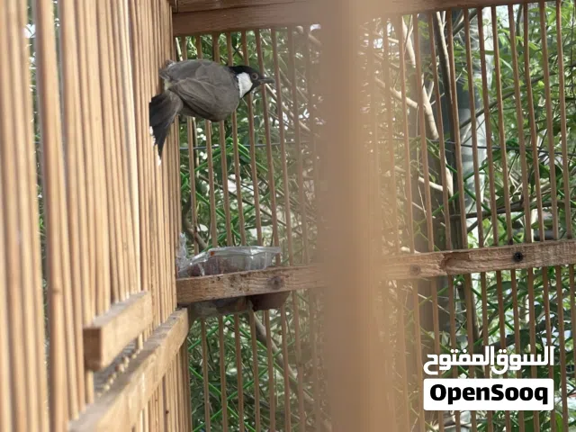 بلابل للبيع