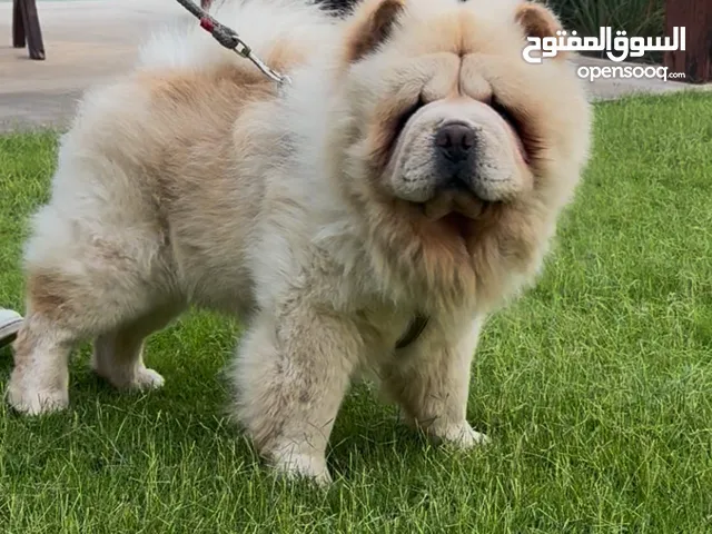 ذكر تشاوتشاو سنه و 8 شهور