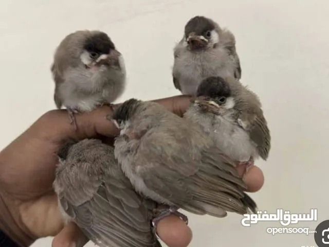 فروخ بلابل عراقيه من العراق