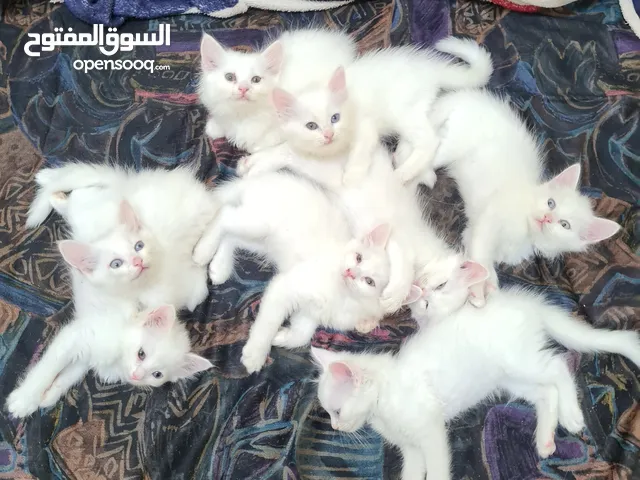 2months old - Pure Persian kittens
