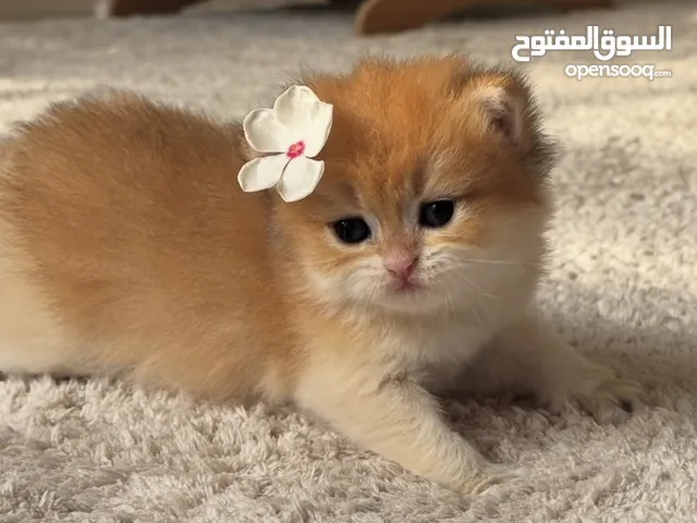 انثى بيور بريتش شورت هير