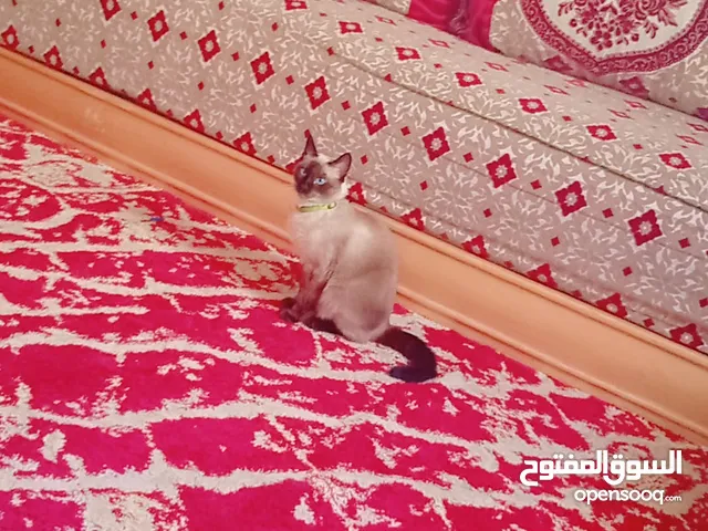 قسط صيانة احسن قط في العالم
